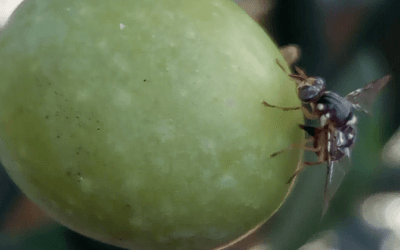 Les mouches en octobre