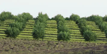 Activités du Groupement ce printemps